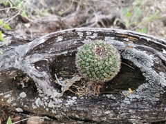 Mammillaria mystax