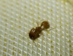 Pheidole tysoni