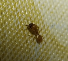 Pheidole tysoni