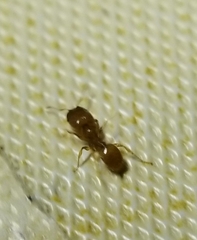 Pheidole tysoni