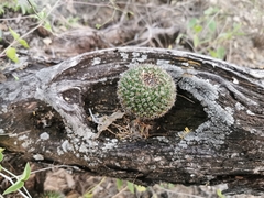 Mammillaria mystax