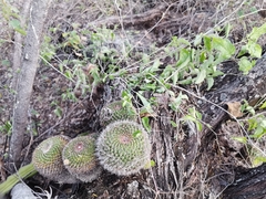 Mammillaria mystax