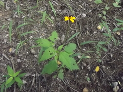 Heliopsis sinaloensis