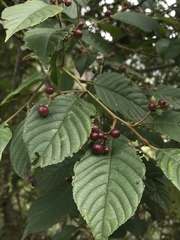 Frangula sphaerosperma