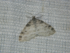 Lobophora nivigerata