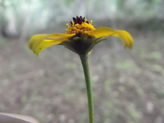 Heliopsis sinaloensis