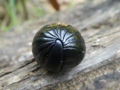 Sphaerobelum bicorne