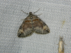 Dysstroma hersiliata