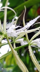 Epidendrum ciliare