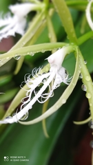 Epidendrum ciliare