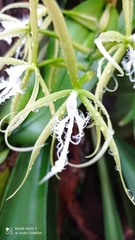 Epidendrum ciliare