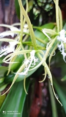 Epidendrum ciliare