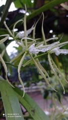 Epidendrum ciliare
