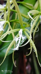 Epidendrum ciliare