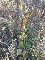 Verbesina tetraptera