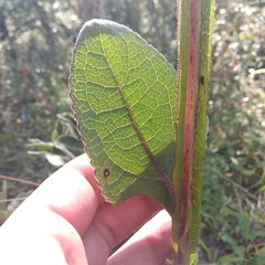 Verbesina tetraptera