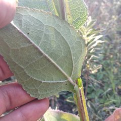 Verbesina tetraptera