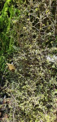Pittosporum divaricatum