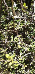 Pittosporum divaricatum