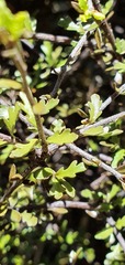 Pittosporum divaricatum