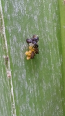 Harmonia axyridis