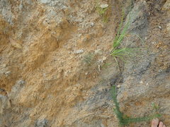 Rytidosperma tenuius