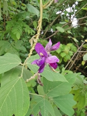 Pueraria montana lobata
