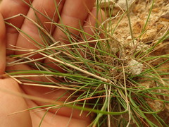 Rytidosperma tenuius