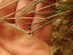 Rytidosperma tenuius