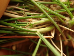 Rytidosperma tenuius