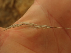 Rytidosperma tenuius