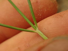 Rytidosperma tenuius
