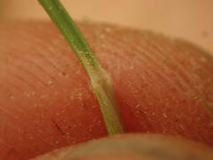 Rytidosperma tenuius