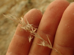 Rytidosperma tenuius