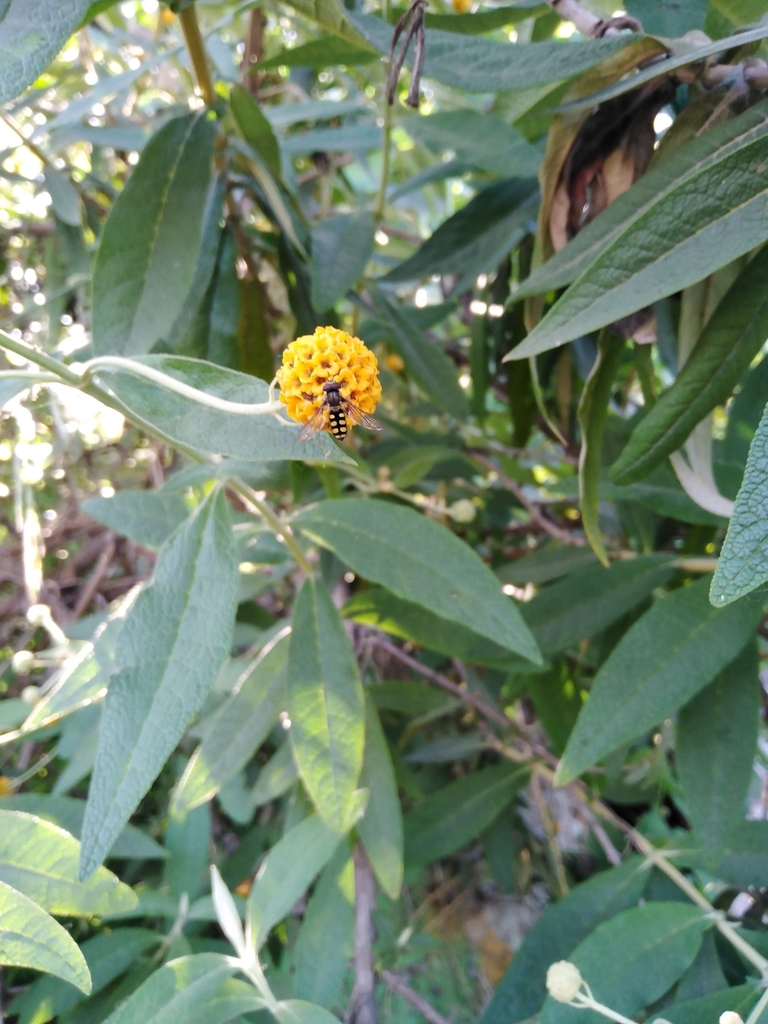 Fazia decemmaculata