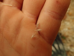 Rytidosperma tenuius