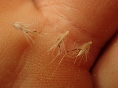 Rytidosperma tenuius