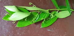Magnoliopsida