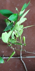 Magnoliopsida