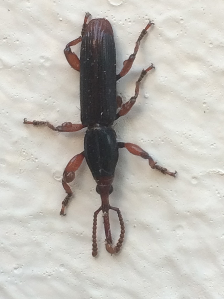 Nothogaster