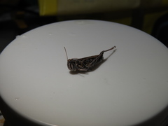 Phlibostroma quadrimaculatum