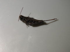 Phlibostroma quadrimaculatum