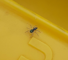 Cosmophasis