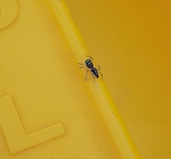 Cosmophasis