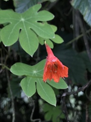 Tropaeolum smithii