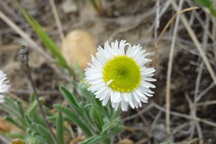 Erigeron pumilus