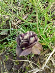 Gentiana capitata