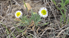 Erigeron pumilus