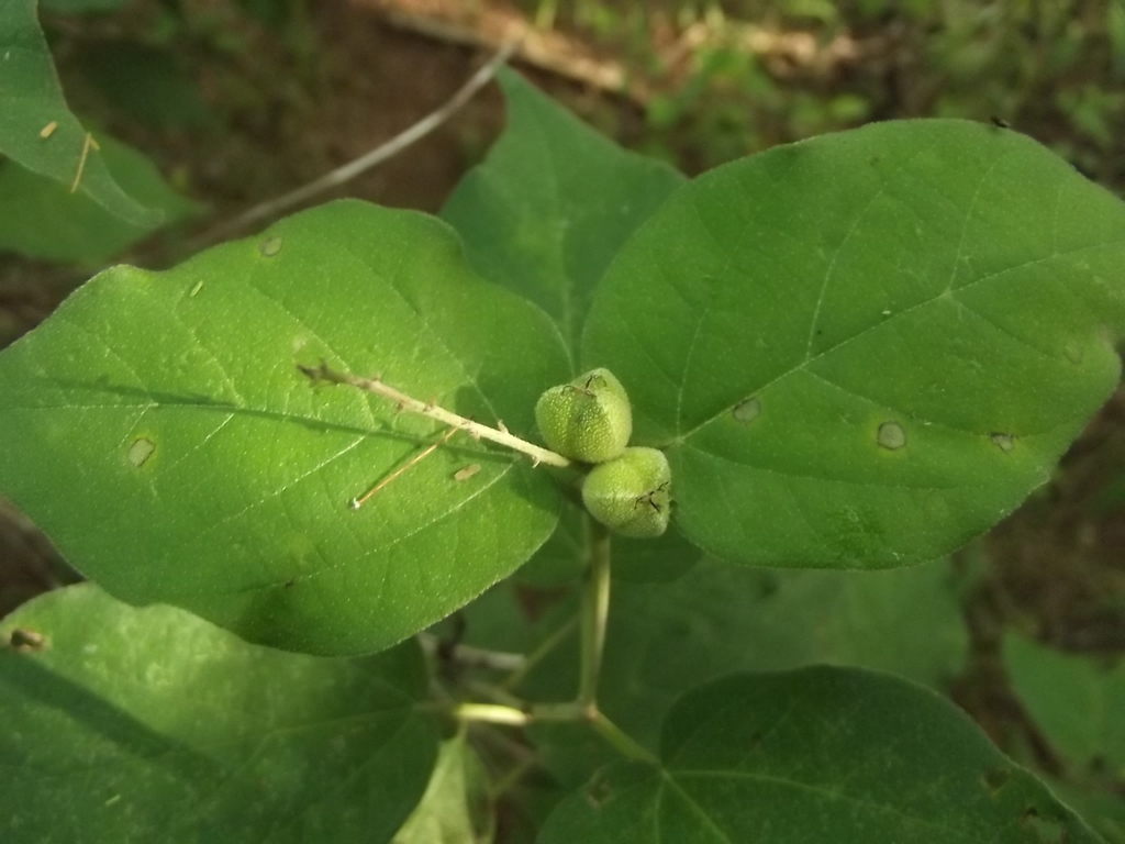 Croton morifolius