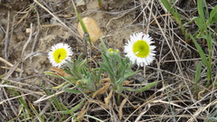 Erigeron pumilus
